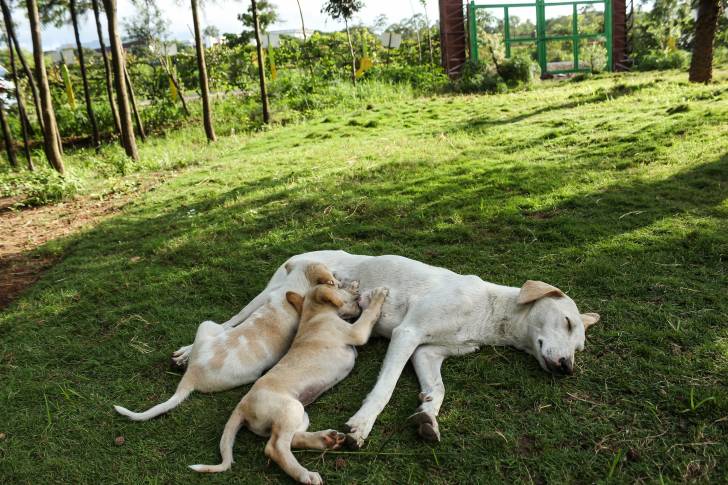 Une femelle Whipador à la robe beige, donnant la tétée à ses deux chiots