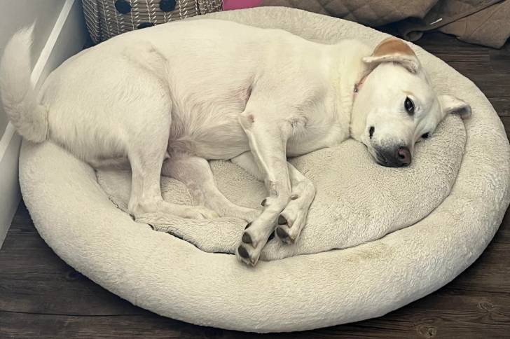 Un Whipador allongé dans un panier pour chien.