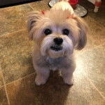 Un Shiranian avec une  fourrure longue et pelucheuse, et des pattes courtes et une petite queue