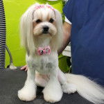 Un Shiranian avec une fourrure logues de couleur blanche