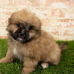 Un Sharanian avec une fourrure blanche