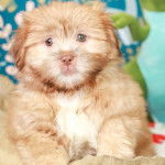 Un Shiranian avec une fourrure marron et blanche. Il a un pelage doux et pelucheux