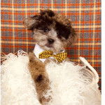 Un Sharanian brun et blanc allong&eacute; sur une couverture. Le chiot porte un n&oelig;ud papillon rouge