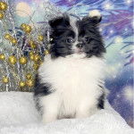 Un Sharanian noir et blanc assis sur une couverture blanche. Il a de grandes oreilles