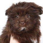 Un Shiranian brun et a une tache blanche sur le poitrail