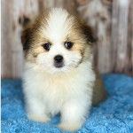 Un Shiranian assis sur une couverture bleue. Il a une fourrure blanche et marron clair