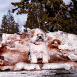 Un Shiranian de pelage marron et blanc assis et qui semble apais&eacute;