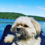 Photo montrant un Shiranian de pelage marron et blanc regardant vers la gauche et qui semble d&eacute;tendu