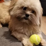 Photo montrant un Shiranian allong&eacute; et poss&eacute;dant un balle de tennis entre les pattes 