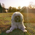 Un Shiranian allong&eacute; sur une surface herbac&eacute;e en regardant la cam&eacute;ra et qui semble joueur 