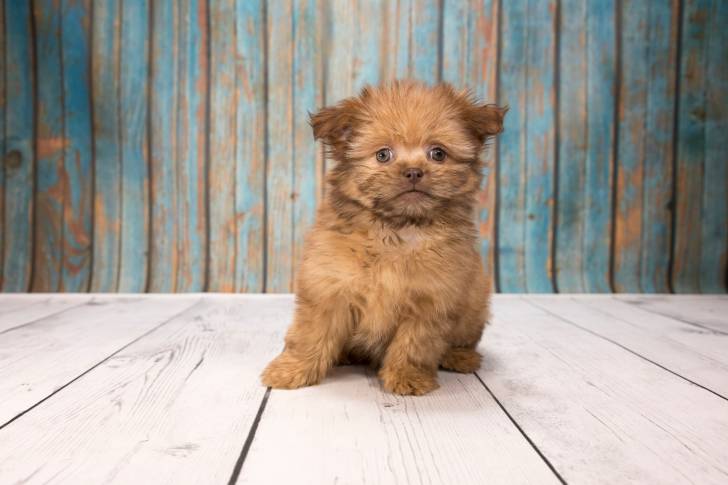 Un chiot Shiranian au pelage mi-long fauve et aux oreilles tombantes, assis sur un parquet en bois