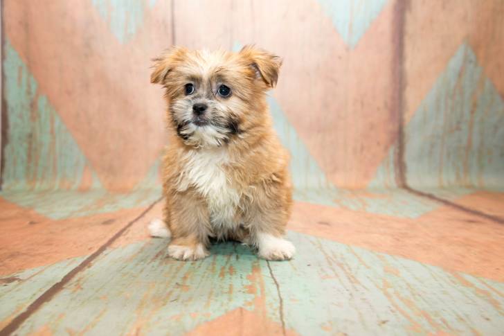 Un chiot Shiranian aux oreilles tombantes et au pelage mi-long fauve, blanc et noir