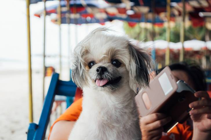 Un Shiranian au pelage court blanc et aux oreilles tombantes de couleur gris, assis sur sa maîtresse