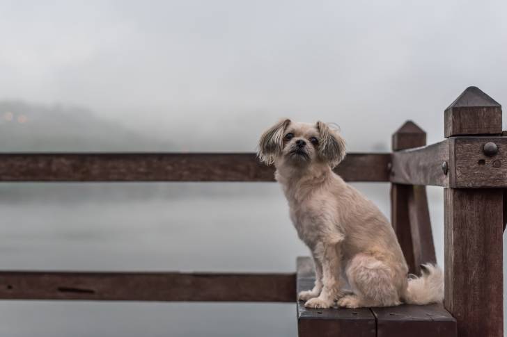 Un Shiranian au pelage court beige et aux oreilles tombantes, assis sur un banc en bois