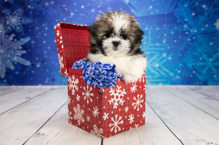 Un chiot Shiranian aux oreilles tombantes et au pelage mi-long blanc, gris et noir