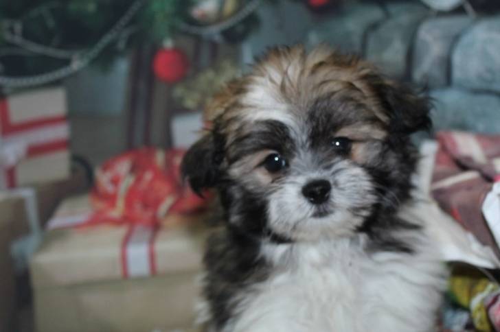 Un Shiranian avec une fourrure noire et blanche