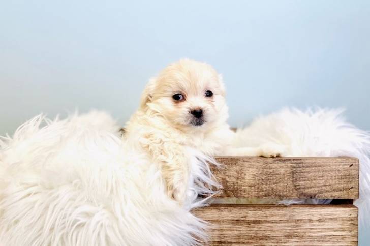 Un Sharanian assis dans une caisse en bois. Il a de la fourrure duveteuse et des oreilles tombantes