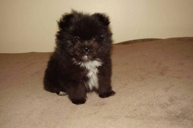 Un Shiranian noir de grandes oreilles dressées et une queue touffue enroulée sur le dos