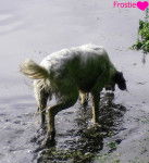 Frostie - Setter Anglais M&acirc;le (2 ans)
