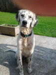 Freija - Setter Anglais (2 ans)