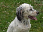 Balou - Setter Anglais M&acirc;le (5 ans)
