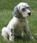 Princess - Setter Anglais (5 mois)