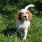 Niall (Named After Niall Horan) - Setter Anglais M&acirc;le (5 mois)