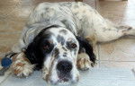Benga - Setter Anglais M&acirc;le (6 ans)