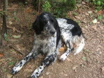 Phlox - Setter Anglais M&acirc;le (13 ans)