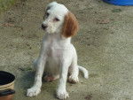 Havane - Setter Anglais (3 mois)