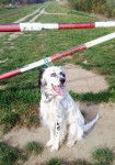 Earl - Setter Anglais M&acirc;le (5 ans)