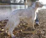 Filou - Setter Anglais M&acirc;le (3 ans)