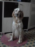 Filou - Setter Anglais M&acirc;le (3 ans)