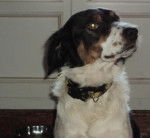 Xena - Setter Anglais (2 ans)