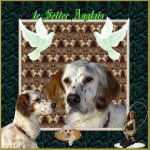 LE SETTER ANGLAIS - Setter Anglais