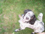 Voltige setter anglais - Setter Anglais