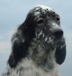 setter anglais ANtrhrax DU MILOBRE DE BOUISSE - Setter Anglais