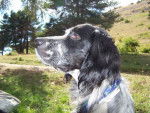 Voltige Setter Anglais - Setter Anglais