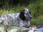 Voltige Setter Anglais - Setter Anglais