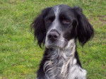 setter anglais(skippy) - Setter Anglais