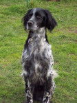 SETTER ANGLAIS(SKIPPY) - Setter Anglais