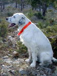 setter anglais - Setter Anglais