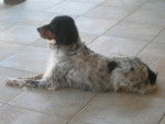 Setter anglais Saxo - Setter Anglais