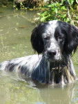 Voltige setter anglais - Setter Anglais