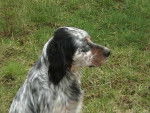 setter anglais - Setter Anglais