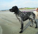 Atos setter anglais - Setter Anglais