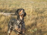 setter anglais - Setter Anglais