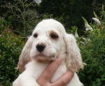 Costa 1 mois et demi - Setter Anglais (1 mois)