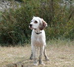 Costa 5 mois - Setter Anglais (5 mois)