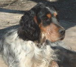 Cheyenne - Setter Anglais Tricolore - Setter Anglais